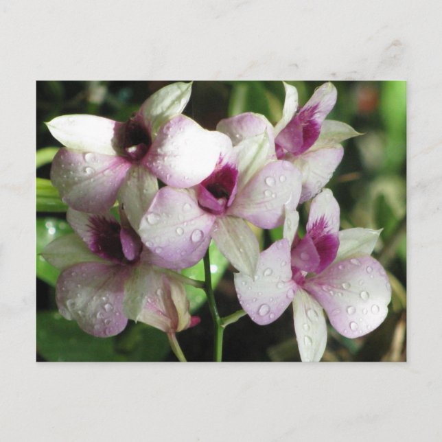 Cartões postais de orquídeas, personalizar (Frente)