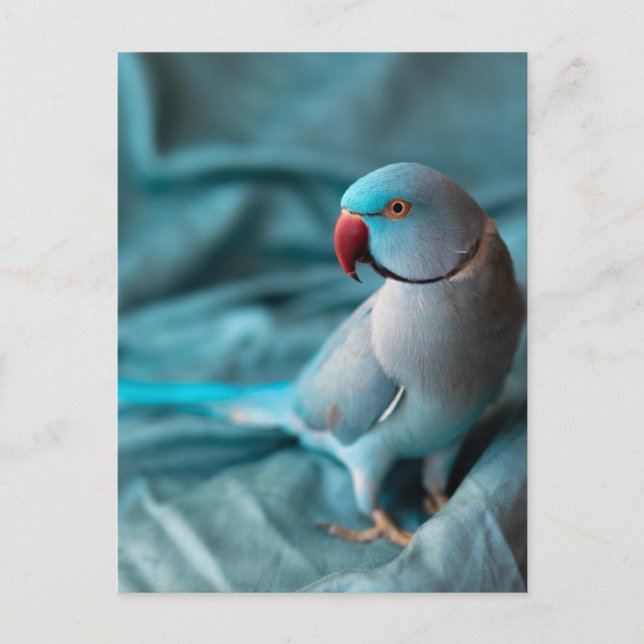 cartões postais de papagaio (Frente)