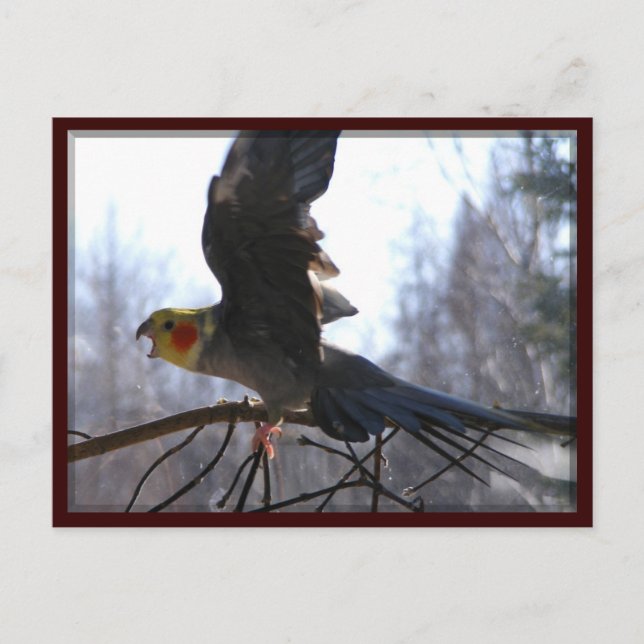 cartões postais de pássaros loucos (Frente)