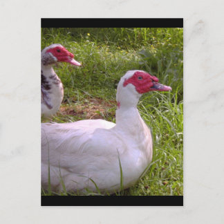 Cartões postais de patos de Moscóvia