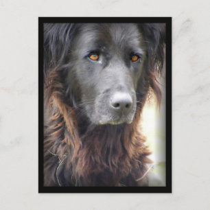 cartões postais de pintura de cães