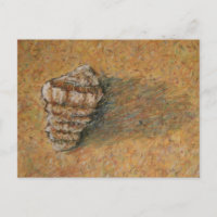 Cartões postais de praia de areia Conch Seashell