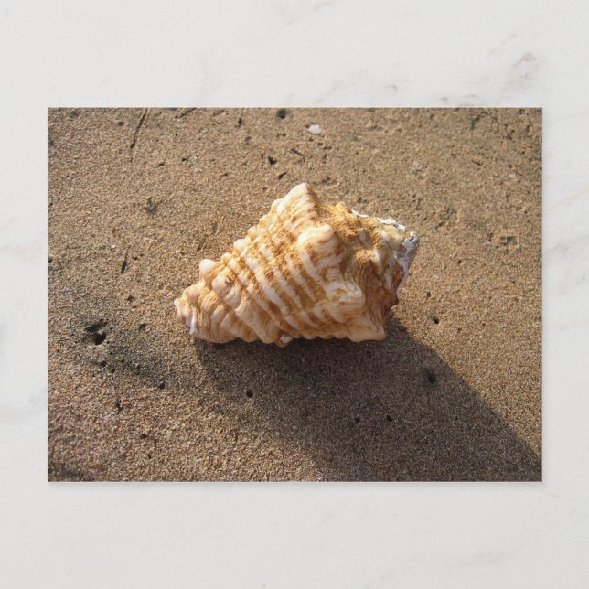Cartões postais de praia de areia Conch Seashell (Frente)