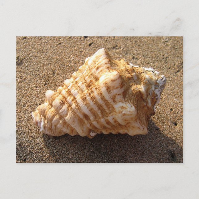 Cartões postais de praia de areia Conch Seashell (Frente)