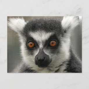 Cartões postais de rosto de Lemur
