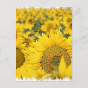 Cartões postais de sunflores