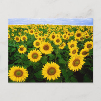 Cartões postais de sunflores