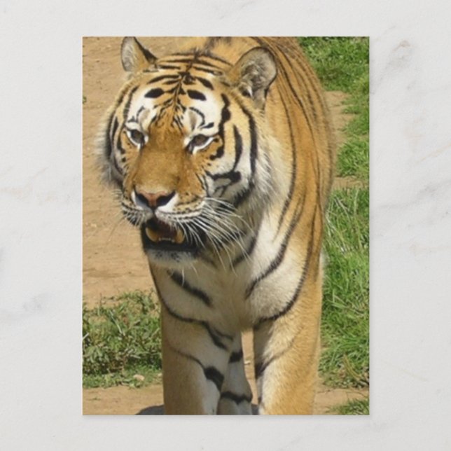 Cartões postais de tigre (Frente)