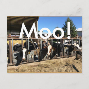 Cartões postais de Vacas Moo