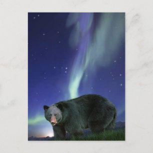 Cartões postais de vida selvagem de BEAR PRETO
