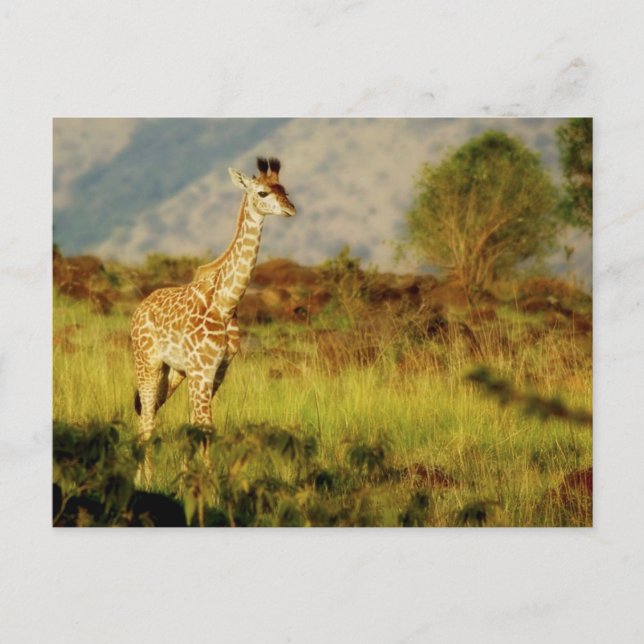Cartões postais de vida selvagem de girafa (Frente)
