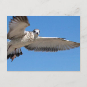 Cartões postais de voo