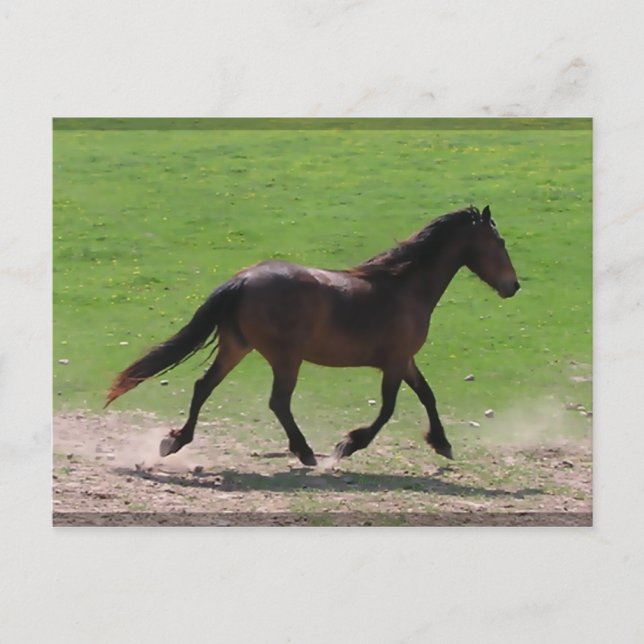 Cartões postais de Warmblood (Frente)