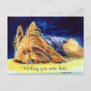 Cartões postais de Yorkshire Terrier