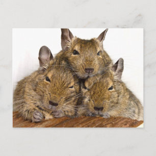 Cartões postais Degu Trio