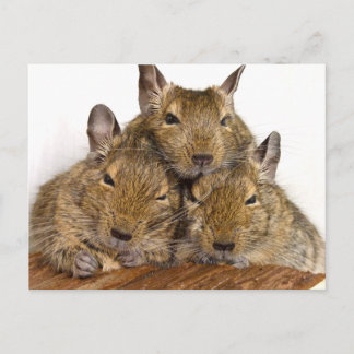 Cartões postais Degu Trio