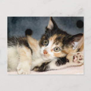 Cartões postais do American Shorthair Calico Shel