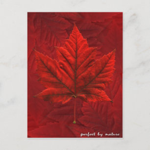 Cartões postais do Canadá personalizados Cartõe