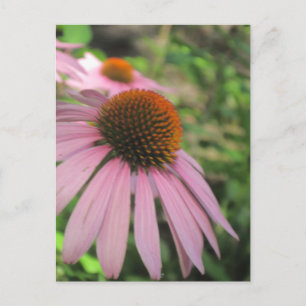 Cartões postais do Coneflower Rosa