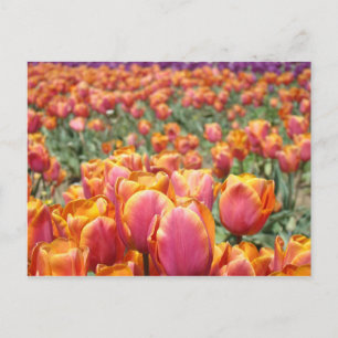 Cartões postais do Festival Tulipas Floral