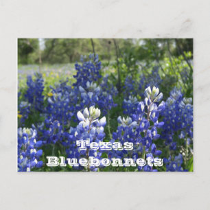 Cartões postais do Texas!