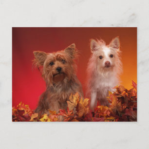 Cartões Postais do Yorkie e Amigos
