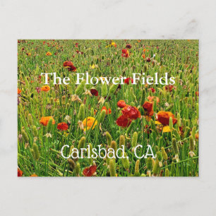 Cartões postais dos campos de flores em Carlsbad,