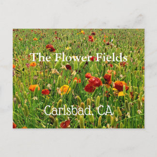 Cartões postais dos campos de flores em Carlsbad,
