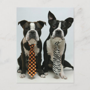 Cartões postais dos irmãos Boston