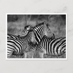 Cartões postais - Família de Zebra