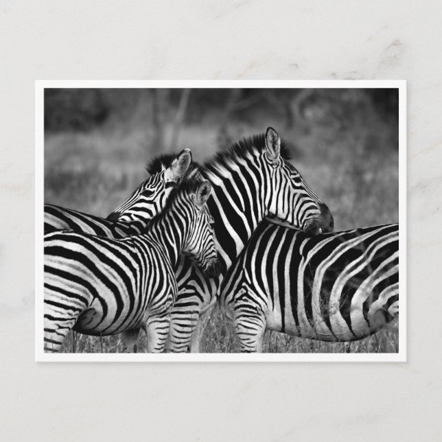 Cartões postais - Família de Zebra (Frente)