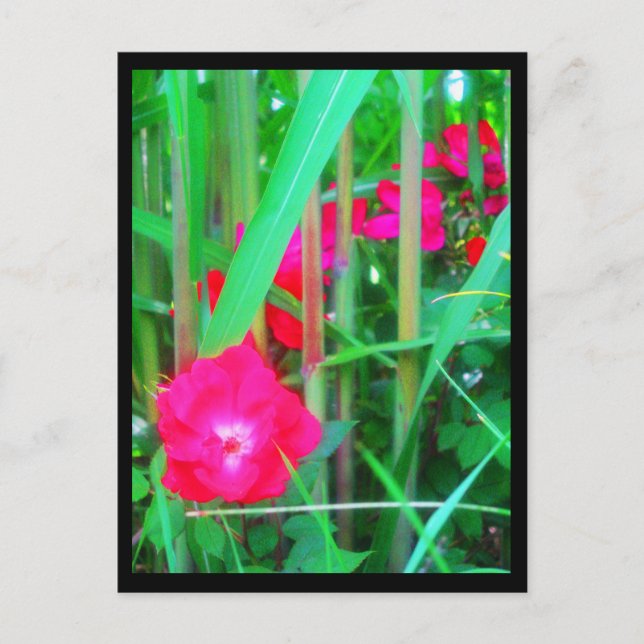 Cartões postais — Flores de cidades-13 (Frente)