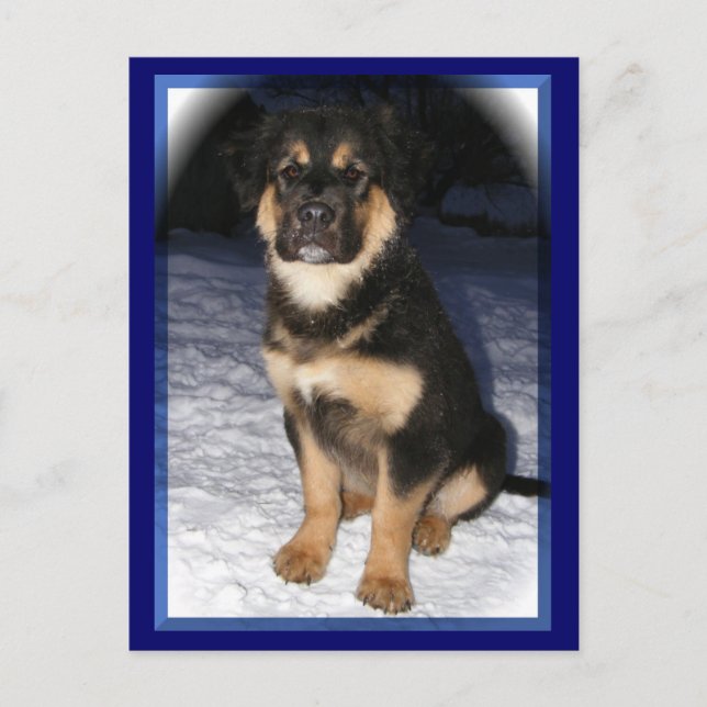 Cartões postais GSD Mix (Frente)