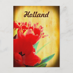 Cartões postais Holland, Orange Tulips