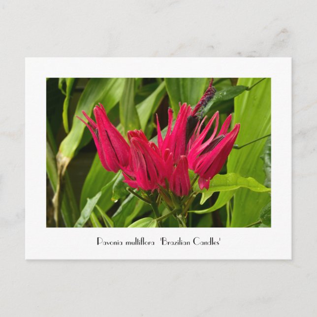 Cartões postais incomuns para velas ou muitas flor (Frente)