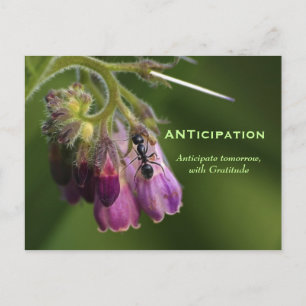 Cartões Postais Motivacionais de Gratidão Ant & 