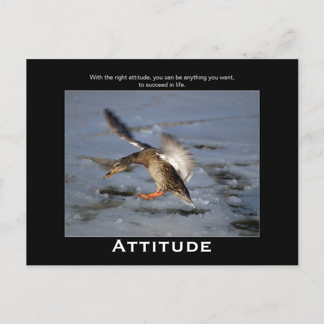 Cartões Postais Motivacionais do Attitude Mallard  (Frente)