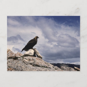 Cartões postais nº 14 da Série Eagle do ouro