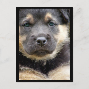 Cartões Postais Olhos Sábios