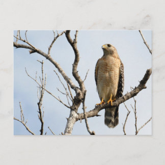 Cartões postais Osprey