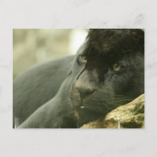 Cartões postais para pinos dormentes