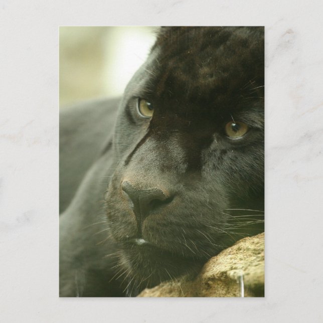 Cartões postais para pinos dormentes (Frente)