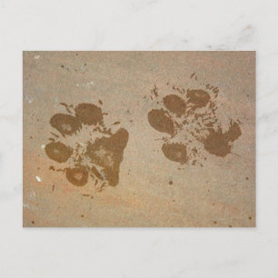 Cartões Postais Paw Prints