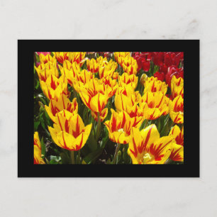 Cartões postais personalizados Tulipas Amarelas Ve