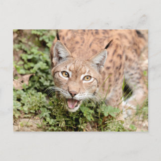 Cartões postais Photo cat, lynx, animais.