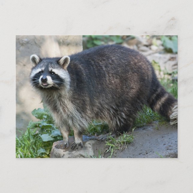 Cartões postais Raccoon (Frente)
