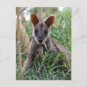Cartões postais Rock Wallaby
