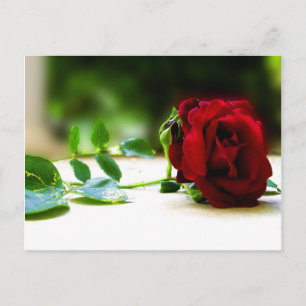 Cartões postais rosas vermelhas