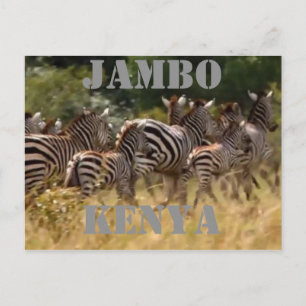 Cartões postais Safari de migração zebra do Jambo 