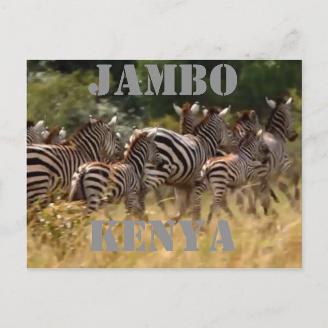 Cartões postais Safari de migração zebra do Jambo  (Frente)